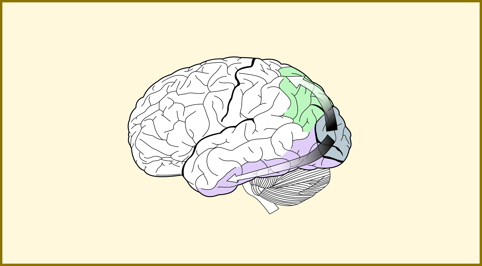 Зоны восприятия мозга. Зрительное поле коры головного мозга. Зрительная зона головного мозга. Поля зрительной коры.